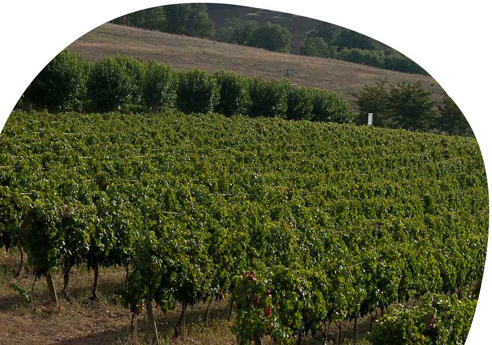 vineyards